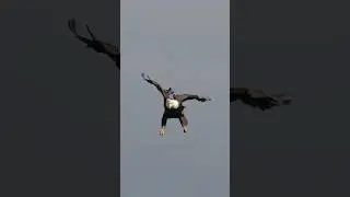Is This Bird Wearing Designer Pants?