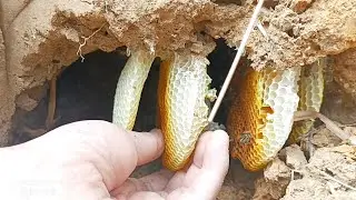 HONEY HUNTING,WILD HONEY HARVESTING,HUNT HONEY,FIND GIANT HONEYBEE