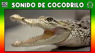 SONIDO DE COCODRILO 🐊