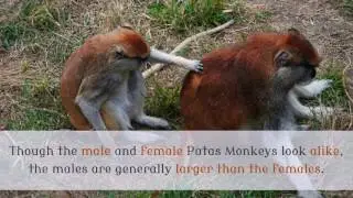 18 Interesting Things You Should Know About Patas Monkey