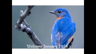 Live in East TN - 01/27/2026  #animals  #wildlife #nature