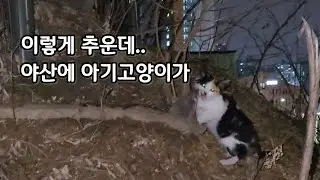 야산아기고양이 구조, 입양 기록 남겨봅니다 
