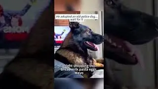 Dogs CAN understand us. #smartdogs #dogshorts #doglove  #fiercemonkeybiz #funny #policedogs #cocaine