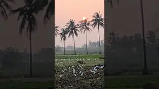 Evening 6 o clock farming land#🌲🌲🌲#sasi