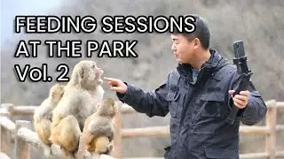 What are the daily feeding sessions like at a Chinese monkey park? Vol. 2