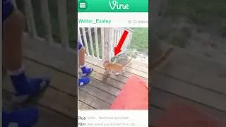 4Chan VS Cat Abuser