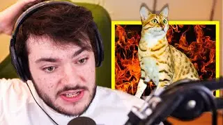 James Marriott's Cat Is Spoilt