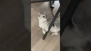 Pole dancing by baby cat 😸😸 #babycat #bkh #shorts #cat #cute #bsh #purring #share #baby #catlover