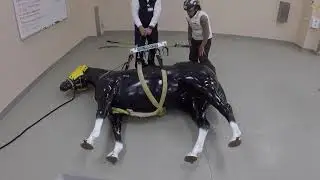 Large Animal Lift system