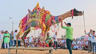 राजस्थानी रंग: ऊँट नृत्य | Camel Stunt | New Rajasthani Song 2025 |Priyanshu Sihag | New Camel Dance