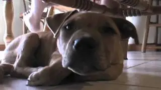 The Lazy Song Featuring The Lazy Puppy Bruno