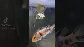 Baby bettas 🥰#baby #bettashorts #viral #shorts