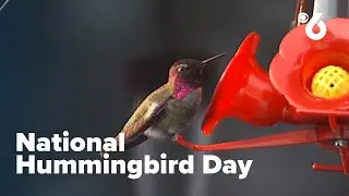 It's National Hummingbird Day