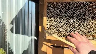 Чому я використовую розрахунок 2 трубки на 1 кокон комах Osmia?