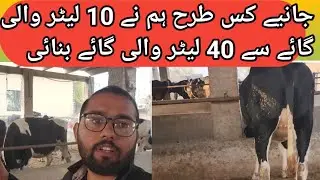 How to improve breed ! 10 litter wali cow sa 40 litter wali cow kasa bnani ha! Semen selection