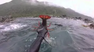 Kaikoura, New Zealand. Crayfish & Paua