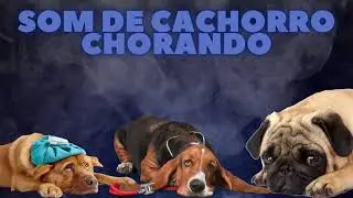 SOM DE ANIMAIS &ndash; EFEITO SONORO DE ANIMAIS -  SOM DE CCACHORRO - BARULHO DE CACHORRO