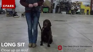 Ohio Dog 4 H Obedience Exercises