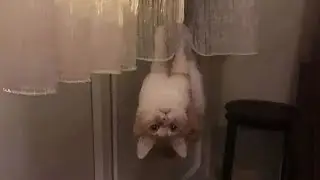 Unexplained Cat Behavior! Unbelievable Cat Videos