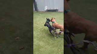 Kaldur and Kush