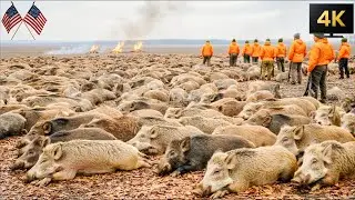 No Hunting - American Farmers Still Catch 1.7 Million Wild Boars This Amazing Way