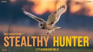 The Adaptive Vision of the Short Eared Owl