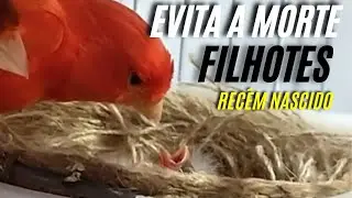 PRINCIPAL motivo MORTE, filhotes no NINHO