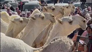 مسيرة نوادرالجزيره الحاصله على شلفا ولي العهد ( ل فهد ابن جخدب ☝️🥇🏆