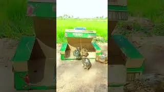 Survival Best innovative bird trap, quail trap #shorts