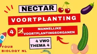 4 vwo | Voortplanting | 4 | Mannelijke voortplantingsorganen