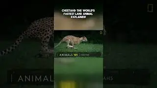 Cheetahs  The World's Fastest Land Animal Explained! online video cutter com #animals #facts