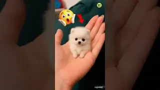 wow 😲 so cute puppy 🥰 | teacup pomeranian dog #shorts #viral #trending #youtubeshorts #youtube