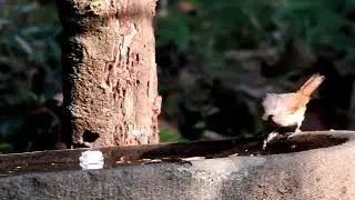 Rusty-Tailed Flycatcher at Thattekad Bird Sanctuary | Rare Sighting in Kerala's Birding Hotspot