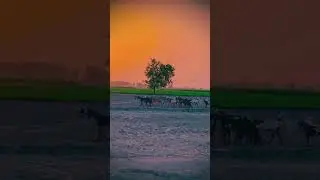 Pinda Aly Malik Saab for you page YouTube