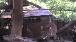 The Animals of Maymont