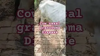 #cow nasal granuloma Dieases#dairy #shortvideo #farming #skindiseases #dairyanimals #skindiseases