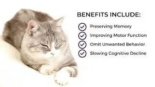 Feline Cognitive Support