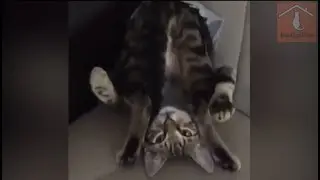 FUNNY CATS 2018 ! CAT VIDEOS