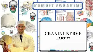 Cranial nerve PART 37