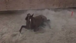 Horses Roll in Arena (1/13/2019)