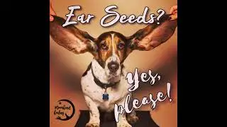 What are EarSeeds? with Moonhand Healing