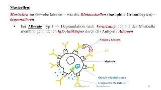 (Patho-) Physiologie + Skript: unspez. Immunsystem: dendritische Zellen; Ganulocyten; Mastzellen
