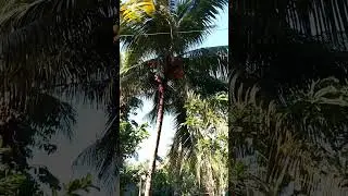 Harvesting of golden coconuts