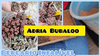  💕 PEDIDO de uma amadinha seguidora 💕