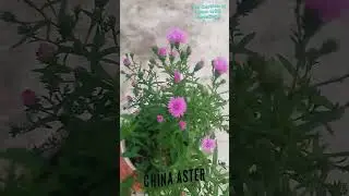 China aster