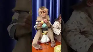 Every day is a gift for monkey living with humans