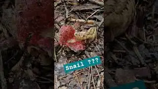 #snail #eating #mushroom