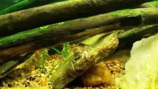 Crayfish Are Great For Algae Control