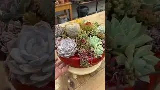 Mix de cactos e suculentas &eacute; um caso charmoso