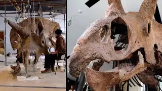 World&rsquo;s Largest Triceratops Fossil Is for Sale